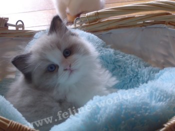 RAGDOLL_chaton_seal_bicolor (RACE).JPG